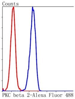 Invitrogen PKC beta-2 Recombinant Rabbit Monoclonal Antibody (ST48-06)