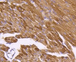 Invitrogen HSP60 Recombinant Rabbit Monoclonal Antibody (ST48-04) 100 &mu;L | Buy Online | Invitrogen&trade; | Fisher Scientific