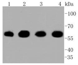 Invitrogen HSP60 Recombinant Rabbit Monoclonal Antibody (ST48-04) 100 &mu;L | Buy Online | Invitrogen&trade; | Fisher Scientific