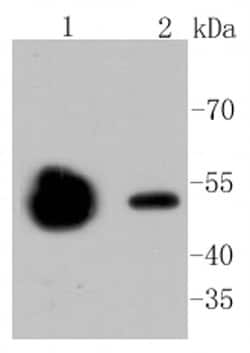 Invitrogen beta Tubulin 2,4 Recombinant Rabbit Monoclonal Antibody (ST52-04) 100 &mu;L | Buy Online | Invitrogen&trade; | Fisher Scientific