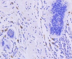 Invitrogen Phospho-FOXO3A (Ser253) Recombinant Rabbit Monoclonal Antibody
