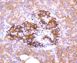 Invitrogen Phospho-FOXO3A (Ser253) Recombinant Rabbit Monoclonal Antibody