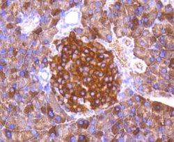 Invitrogen Phospho-FOXO3A (Ser253) Recombinant Rabbit Monoclonal Antibody