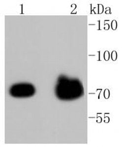 Invitrogen Phospho-FOXO3A (Ser253) Recombinant Rabbit Monoclonal Antibody