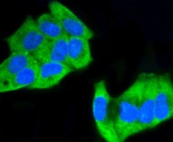 Invitrogen Phospho-MEK1 (Ser218, Ser222) Recombinant Rabbit Monoclonal