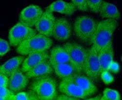 Invitrogen Phospho-MEK1 (Ser218, Ser222) Recombinant Rabbit Monoclonal