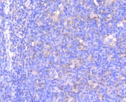 Invitrogen Phospho-MEK1 (Ser218, Ser222) Recombinant Rabbit Monoclonal