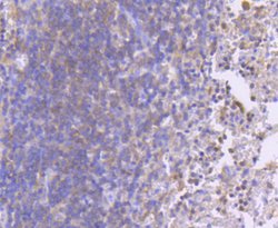 Invitrogen Phospho-MEK1 (Ser218, Ser222) Recombinant Rabbit Monoclonal