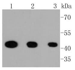 Invitrogen Phospho-MEK1 (Ser218, Ser222) Recombinant Rabbit Monoclonal