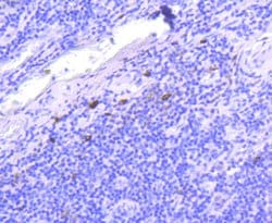 Invitrogen Human IgG4 Recombinant Rabbit Monoclonal Antibody (ST05-12)