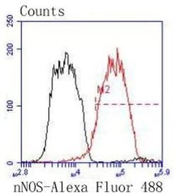 Invitrogen nNOS Recombinant Rabbit Monoclonal Antibody (ST520) 100 &mu;L;