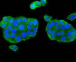 Invitrogen nNOS Recombinant Rabbit Monoclonal Antibody (ST520) 100 &mu;L;