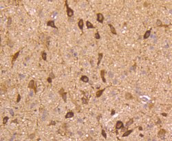 Invitrogen nNOS Recombinant Rabbit Monoclonal Antibody (ST520) 100 &mu;L;