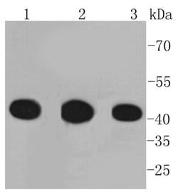 Invitrogen PGK1 Recombinant Rabbit Monoclonal Antibody (ST49-07) 100 &mu;L;