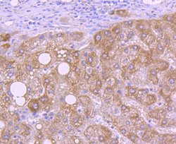Invitrogen HTRA2 Recombinant Rabbit Monoclonal Antibody (ST54-05) 100 &mu;L;