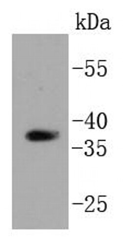 Invitrogen HTRA2 Recombinant Rabbit Monoclonal Antibody (ST54-05) 100 &mu;L;