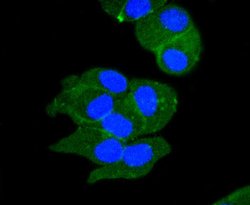 Invitrogen Sodium Potassium ATPase Recombinant Rabbit Monoclonal Antibody (ST0533) 100 &mu;L | Buy Online | Invitrogen&trade; | Fisher Scientific