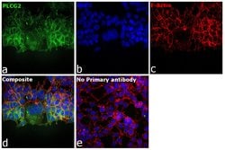 Invitrogen&trade;&nbsp;Sodium Potassium ATPase Recombinant Rabbit Monoclonal Antibody (ST0533)