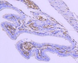 Invitrogen TSC2 Recombinant Rabbit Monoclonal Antibody (SC05-59) 100 &mu;L;
