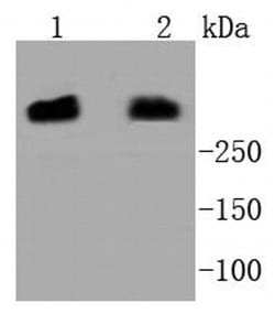 Invitrogen DNA-PK Recombinant Rabbit Monoclonal Antibody (SC57-08) 100