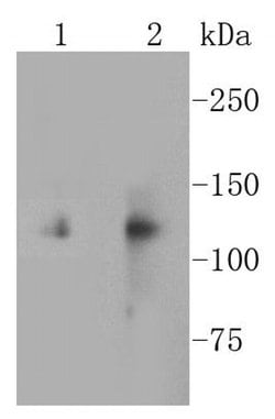 Invitrogen CD51 Recombinant Rabbit Monoclonal Antibody (SC56-07) 100 &mu;L | Buy Online | Invitrogen&trade; | Fisher Scientific