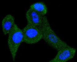 Invitrogen PEBP1 Recombinant Rabbit Monoclonal Antibody (SC58-09) 100 &mu;L;