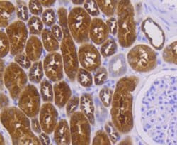 Invitrogen PEBP1 Recombinant Rabbit Monoclonal Antibody (SC58-09) 100 &mu;L;
