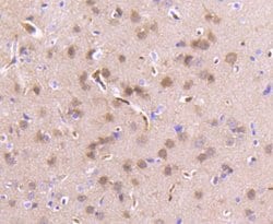 Invitrogen PEBP1 Recombinant Rabbit Monoclonal Antibody (SC58-09) 100 &mu;L;