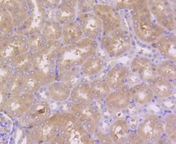 Invitrogen PEBP1 Recombinant Rabbit Monoclonal Antibody (SC58-09) 100 &mu;L;