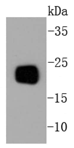 Invitrogen PEBP1 Recombinant Rabbit Monoclonal Antibody (SC58-09) 100 &mu;L;