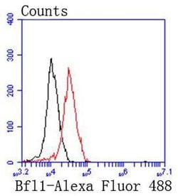 Invitrogen BCL2A1 Recombinant Rabbit Monoclonal Antibody (SC05-42) 100