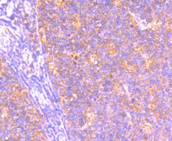 Invitrogen BCL2A1 Recombinant Rabbit Monoclonal Antibody (SC05-42) 100