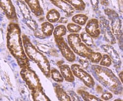 Invitrogen BCL2A1 Recombinant Rabbit Monoclonal Antibody (SC05-42) 100