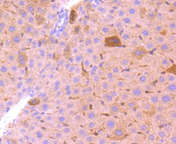 Invitrogen BCL2A1 Recombinant Rabbit Monoclonal Antibody (SC05-42) 100