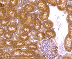 Invitrogen BCL2A1 Recombinant Rabbit Monoclonal Antibody (SC05-42) 100