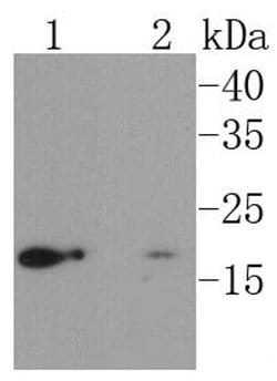 Invitrogen UBC9 Recombinant Rabbit Monoclonal Antibody (SC0534) 100 &mu;L;
