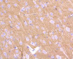 Invitrogen CD230 (PrP) Recombinant Rabbit Monoclonal Antibody (SC57-05) 100 &mu;L | Buy Online | Invitrogen&trade; | Fisher Scientific