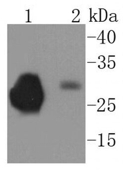 Invitrogen CD230 (PrP) Recombinant Rabbit Monoclonal Antibody (SC57-05) 100 &mu;L | Buy Online | Invitrogen&trade; | Fisher Scientific