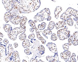 Invitrogen Phospho-ATF2 (Thr71) Recombinant Rabbit Monoclonal Antibody