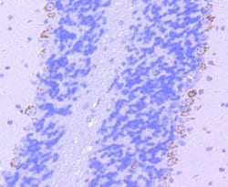 Invitrogen TPH1 Recombinant Rabbit Monoclonal Antibody (SC53-07) 100 &mu;L;