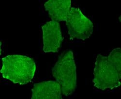 Invitrogen Phospho-EGFR (Tyr1173) Recombinant Rabbit Monoclonal Antibody