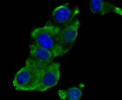 Invitrogen Phospho-EGFR (Tyr1173) Recombinant Rabbit Monoclonal Antibody