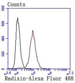 Invitrogen Radixin Recombinant Rabbit Monoclonal Antibody (SC06-22) 100