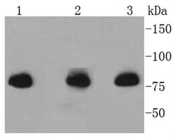 Invitrogen Radixin Recombinant Rabbit Monoclonal Antibody (SC06-22) 100