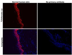 Invitrogen Cytokeratin 14 Recombinant Rabbit Monoclonal Antibody (SC65-06)