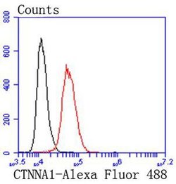Invitrogen Catenin alpha-1 Recombinant Rabbit Monoclonal Antibody (SC0619)
