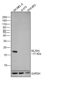 Invitrogen Melan-A Recombinant Rabbit Monoclonal Antibody (SC56-02) 100