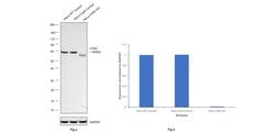 Invitrogen CHK2 Recombinant Rabbit Monoclonal Antibody (SC604) 100 &mu;L;