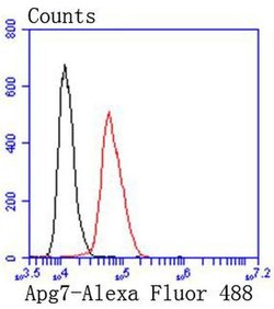 Invitrogen ATG7 Recombinant Rabbit Monoclonal Antibody (SC06-30) 100 &mu;L;