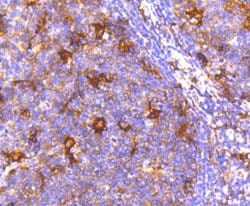 Invitrogen ATG7 Recombinant Rabbit Monoclonal Antibody (SC06-30) 100 &mu;L;
